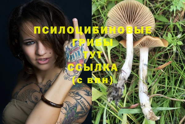 гашик Арсеньев